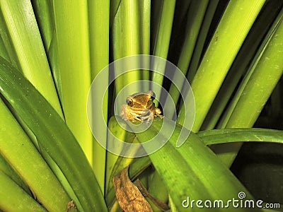 Tiny Green Frog