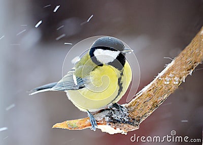 Titmouse on a knot