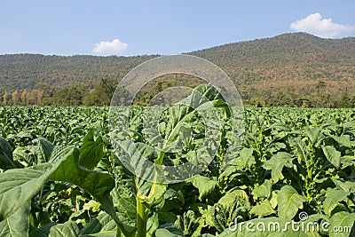 Tobacco farm in morning on mountainside