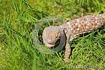 Tokay gecko