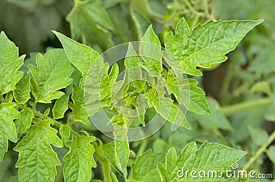 Tomato leaves