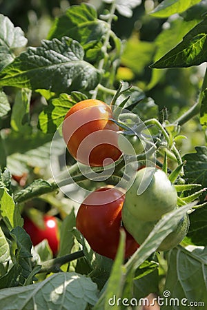 Tomato