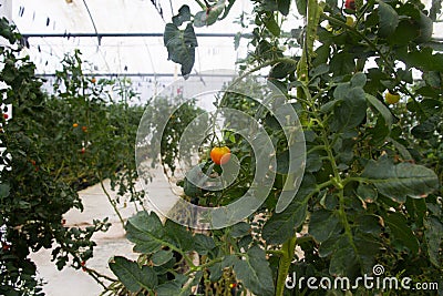 Tomatoes Growing in a Commercial Greenhouse with Hydroponics