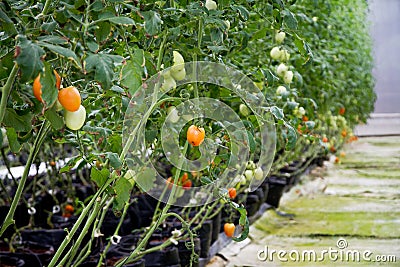 Tomatoes Growing in a Commercial Greenhouse with Hydroponics