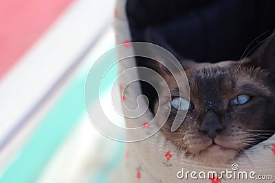 Tonkinese cat in a bag on the beach