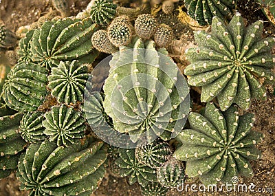 Cactus cacti background