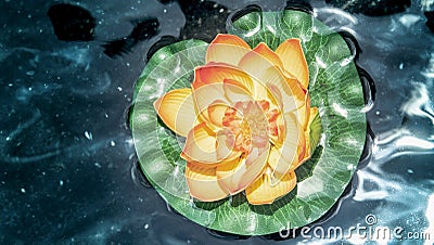 Top view of coloful lotus on the dark water