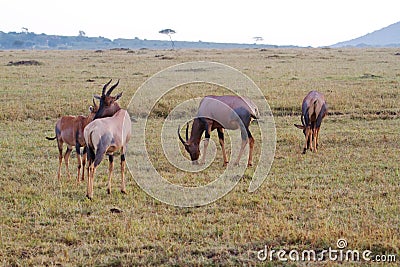 Topi animals on grassy plain