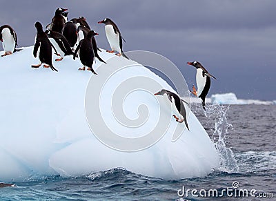 Torpedoing Gentoo Penguin
