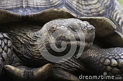 Tortoise Close Up