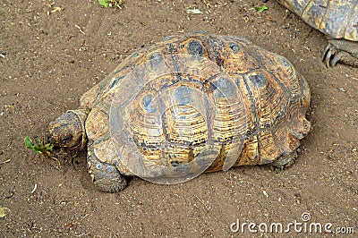 Tortoise Eating Dandelion Weed