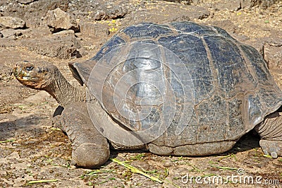 Tortoise , Galapagos Islands, Ecuador,