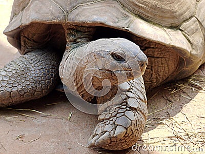 Tortoise macro in nature