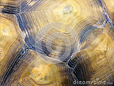 Tortoise Shell Detail