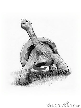 Tortoise, Turtle, Original Freehand Pencil Drawing