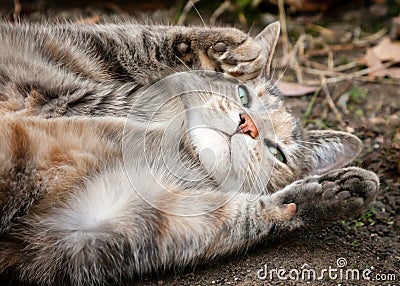 Tortoiseshell Tabby Cat Rolling on Dirt, Asking for Belly Rubs