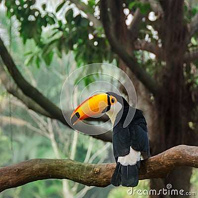 Toucan bird on tropical tree