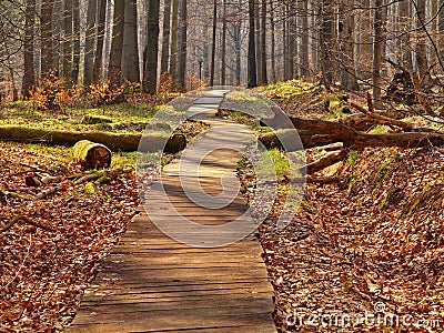 Tourist footpath in autumn forest.