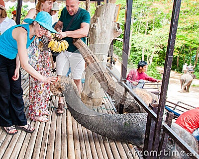 Tourists feeding the elephants with bananas before start the tours