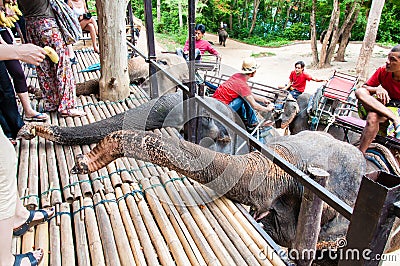 Tourists feeding the elephants with bananas before start the tours