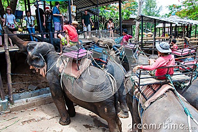 Tourists feeding the elephants with bananas before start the tours