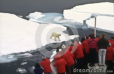 Tourists Watching a Polar Bear