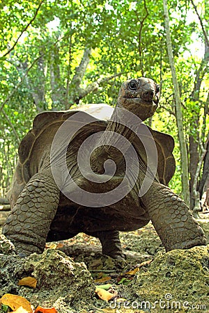 A towering Aldabra giant tortoise