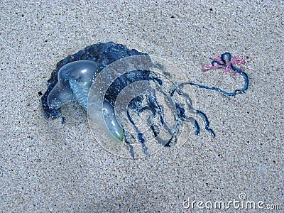 Toxic blue jelly like marine animal