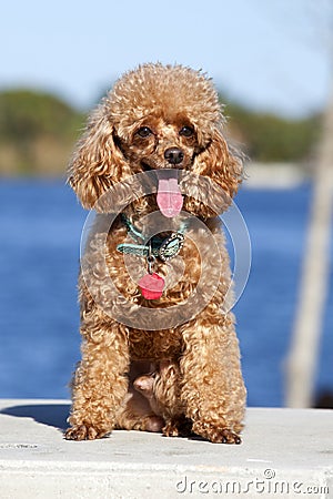 Toy Poodle