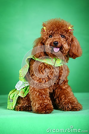 Toy Poodle