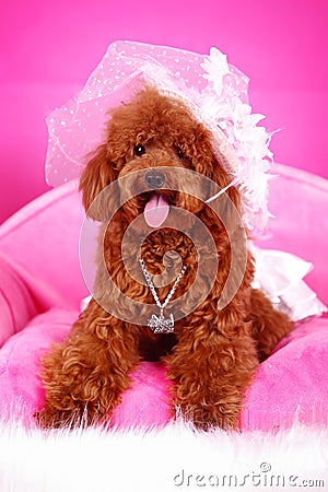 Toy poodle