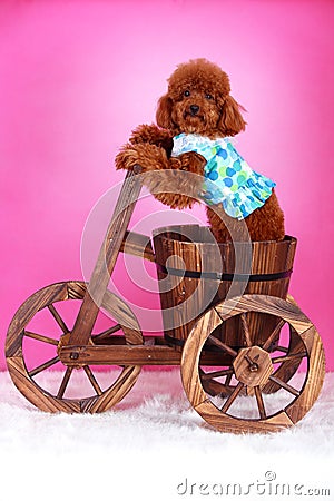 Toy poodle