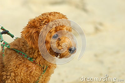 Toy poodle