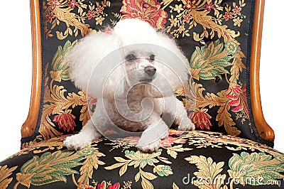 Toy Poodle on Floral Chair