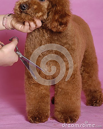 Toy Poodle grooming
