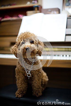 Toy Poodle Piano