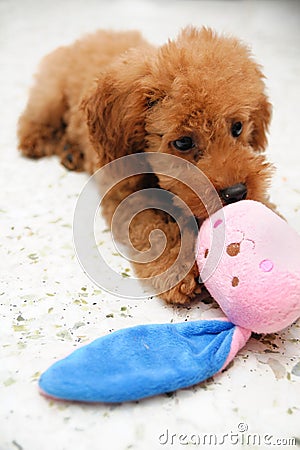 Toy Poodle at Play