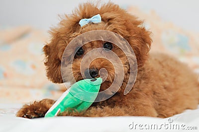Toy Poodle at Play 3