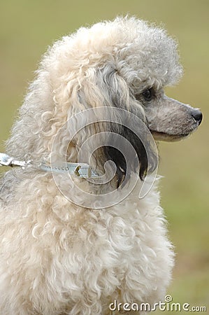 Toy poodle portrait