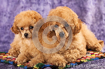 Toy Poodle puppies