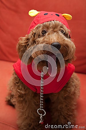 Toy Poodle with in red, yellow costume 2