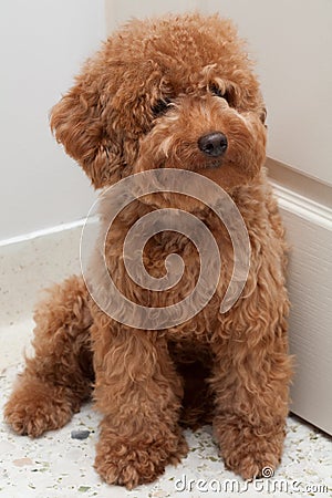 Toy Poodle with a sad expression 4
