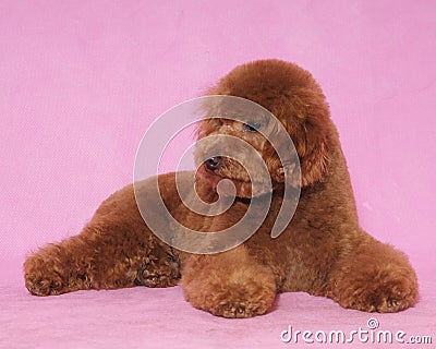 Toy Poodle&teddy bear