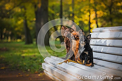 Toy terrier dog in the autumn on the nature