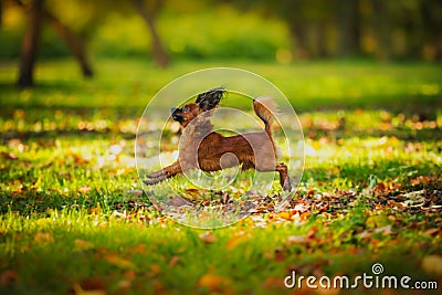 Toy terrier dog in the autumn on the nature