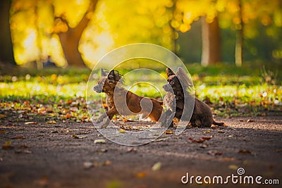 Toy terrier dog in the autumn on the nature