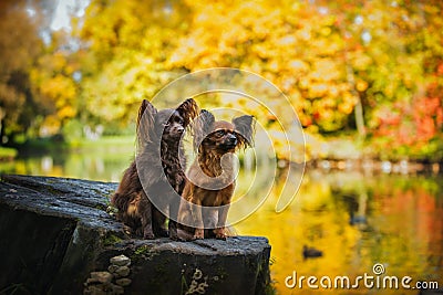 Toy terrier dog in the autumn on the nature