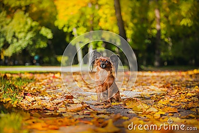 Toy terrier dog in the autumn on the nature