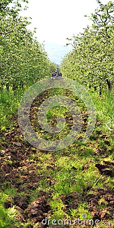 Tractor in apple orchard