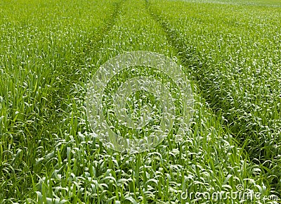 Tractor path over corn field